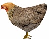 Chicken Animated 1