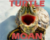 Turtle Moan VB