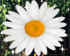 ♡ Daisy Flowers