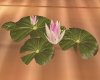 love flower lotus1