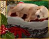 I~Cozy Puppy in Basket