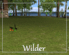 Hummingbirds Animated