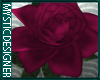 Delicate Mauve Rose