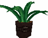 Potted little plant