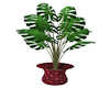 Plant In Red Pot