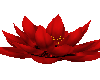 Red Lotus flower