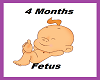 4 month fetus