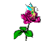 Tinkerbell On Rose