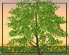 N. Garden Tree Add On