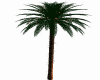 palmiye y