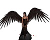 animated black wings