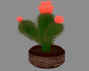 Tx Sunset Cactus Plant