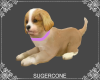 [SC] Puppy ~ Lilac