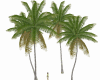 Coconut Palm trees 2