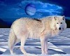 white snow wolf