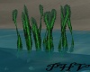 PHV Sea Kelp Green