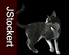 AP Grey Tabby Cat #5