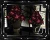 .:D:.Dark Rose Plants