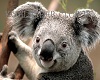 koalabear club 1k