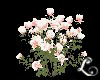 xo*Spring Rose Bush
