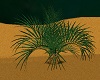 Celtic Shore Palm