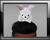 Bunny Head Rabbit