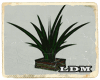 [LDM]Rasta Plant