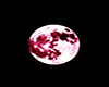 m28 moon Pink Eyes (F)