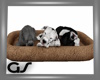 GS 3 Sleeping Puppies