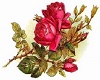 red rose vine