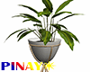 Indoor Plants - White