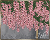 -Ith- Pink Wysteria