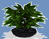 [LSM] Blk Potted Plant 1