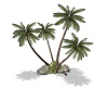 Palm Tree 12