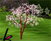 K~Cherry Blossom -Cerezo