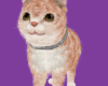 V| Orange cat