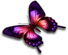 red/pink butterfly R