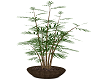 wicker bamboo plant