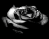 black rose club