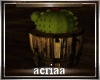 Lloyd's barrel cactus