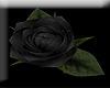 A.black rose ring