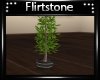 Vista Plant