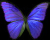 Purple Aniimated Wings