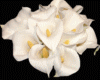 Calla Lily White Flower