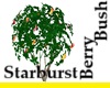 Starburst Berry Bush