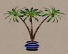 PoolSidePotted Palm Tree