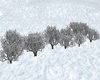 winter/snow bush/trees