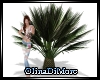 (OD) Beach palm 2