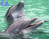 2 Dolphins in water