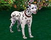 DALMATIAN  ANIMATED  DOG